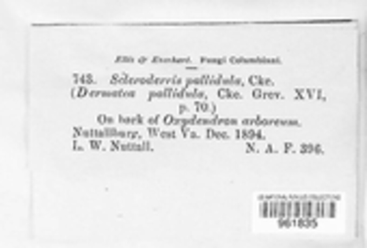 Pezicula pallidula image